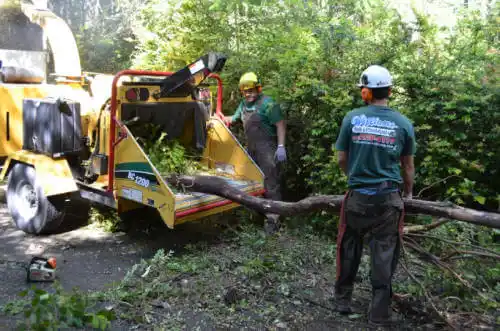 tree services Hernando Beach